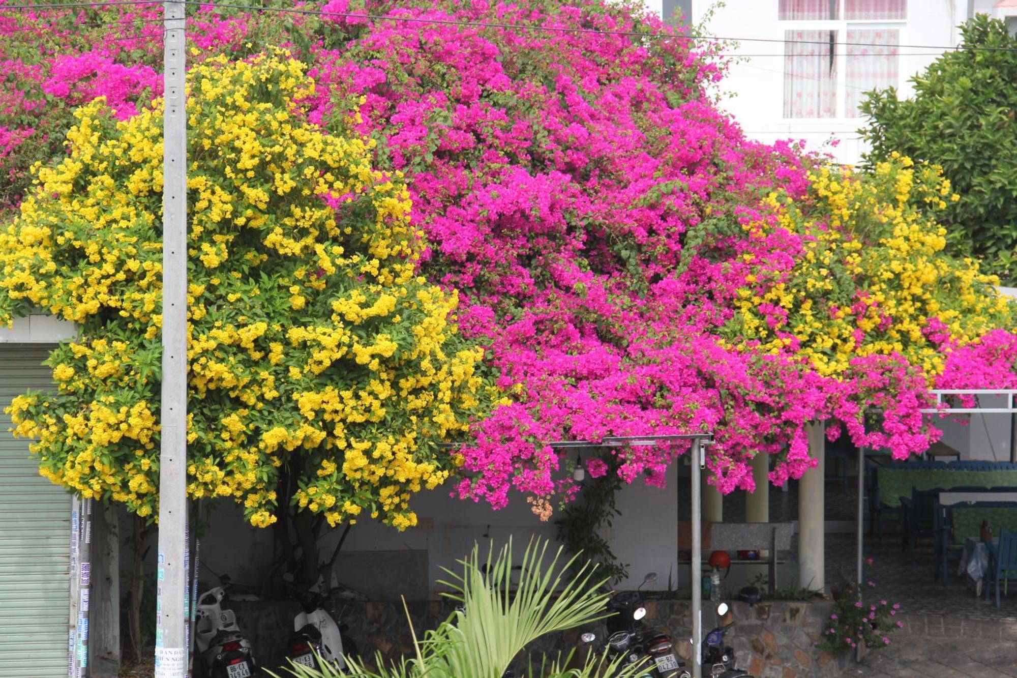 Dynasty Muine Resort Ap Thien Phuoc エクステリア 写真