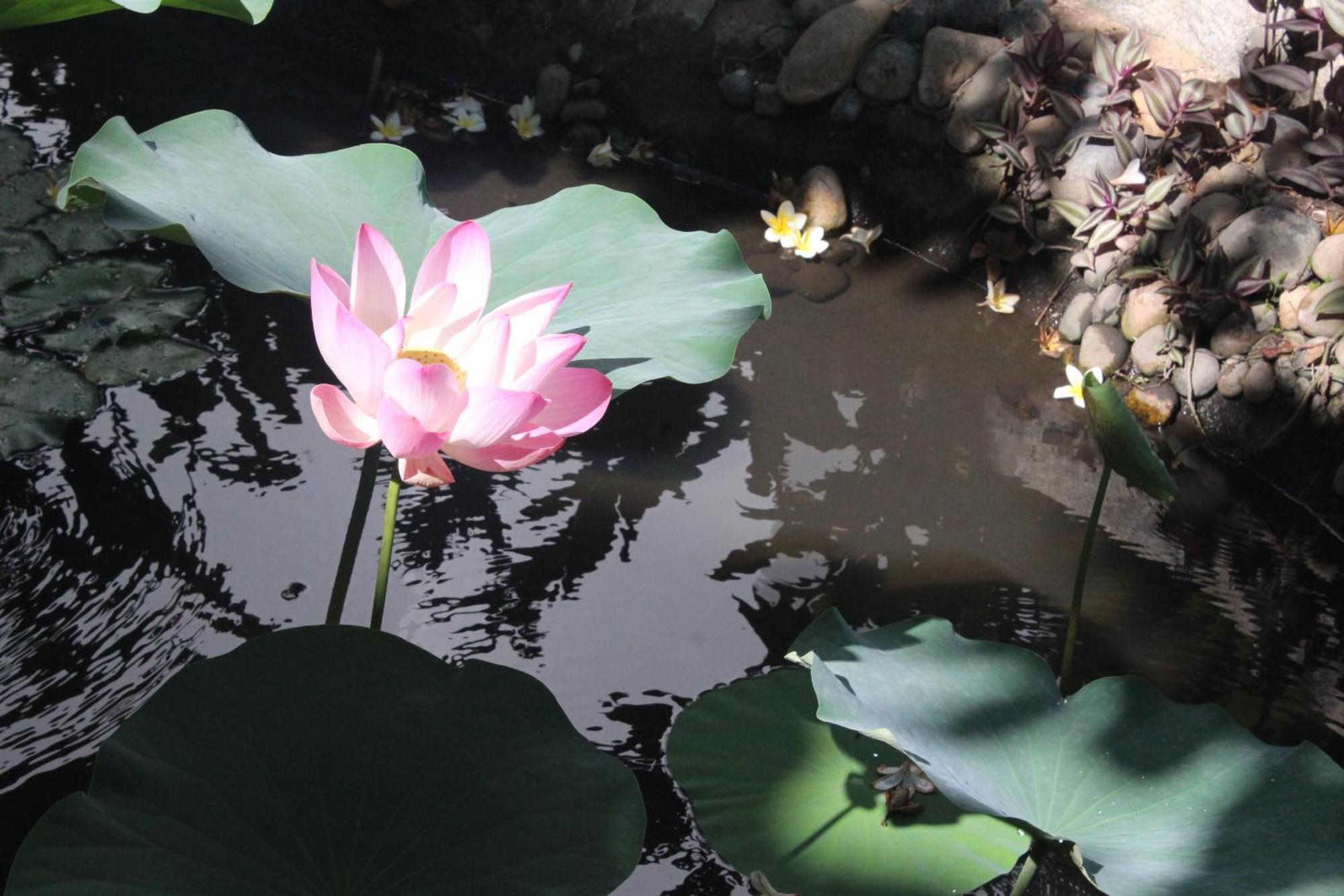 Dynasty Muine Resort Ap Thien Phuoc エクステリア 写真